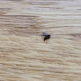 Musculițe Mici Negre în Casă