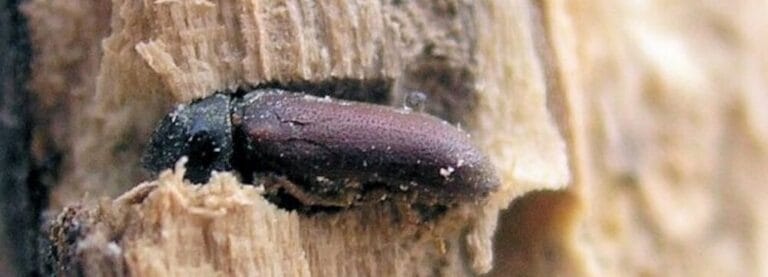 etapa 1 carie de lemn