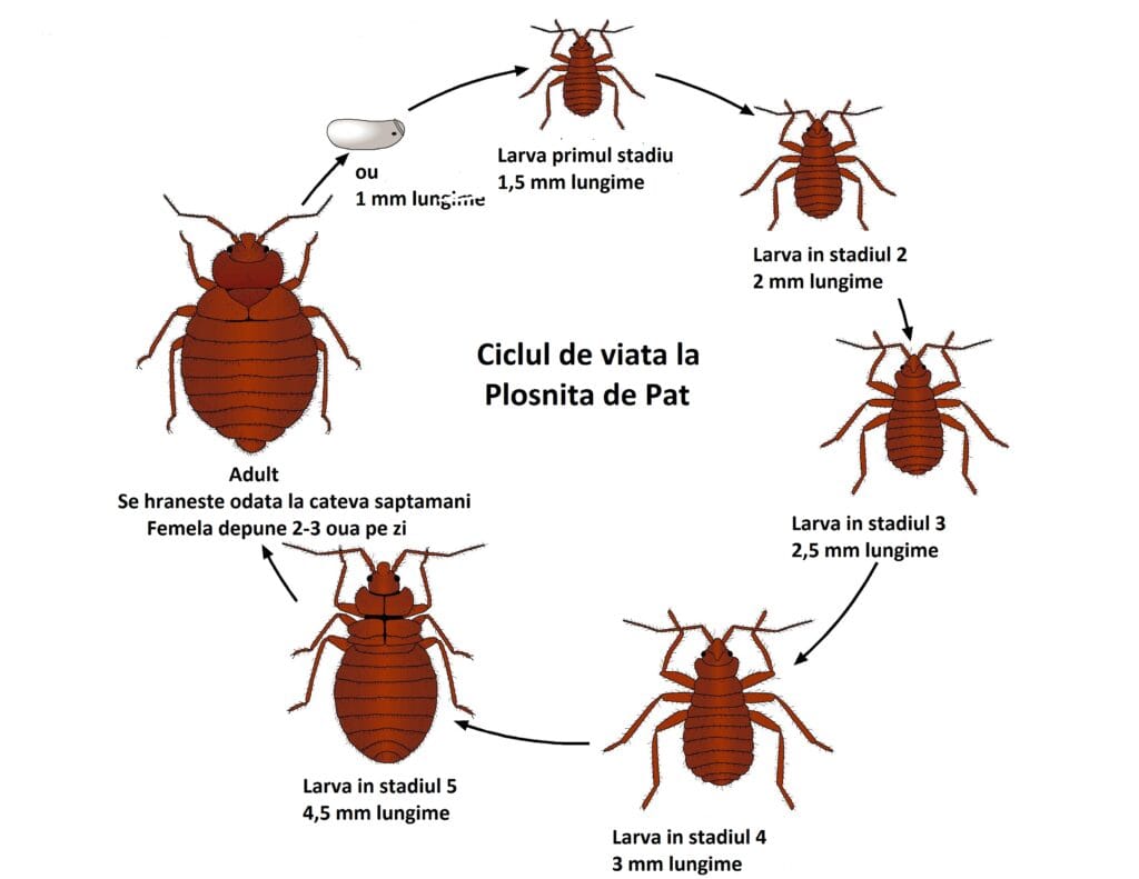 Ciclul de viata la plosnita de pat