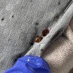 Dezinsectie plosnite Bucuresti