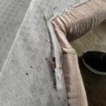 Dezinsectie plosnite Bucuresti