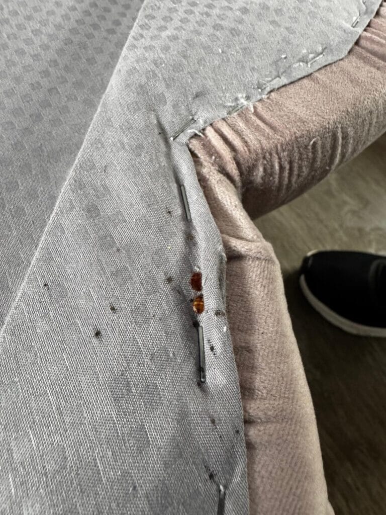 Dezinsectie plosnite Bucuresti