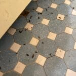 Dezinsectie Plosnite Bucuresti Servicii - contracte DDD Bucuresti - Dezinsectie, Dezinfectie, Deratizare
