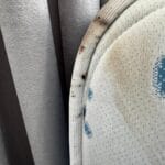 Dezinsectie Plosnite Bucuresti Servicii - contracte DDD Bucuresti - Dezinsectie, Dezinfectie, Deratizare