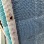 Dezinsectie Plosnite Bucuresti Servicii - contracte DDD Bucuresti - Dezinsectie, Dezinfectie, Deratizare